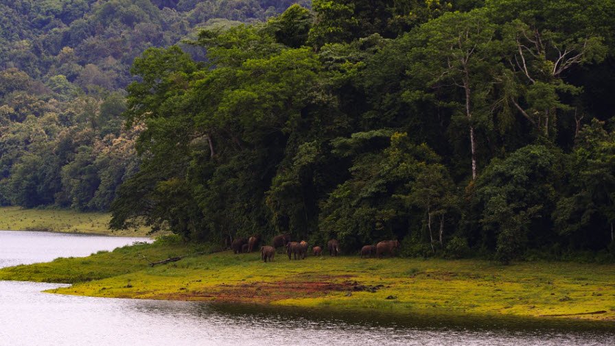 Chimmony Wildlife Sanctuary, Thrissur, Kerala - Vushii.com Chimmony Wildlife Sanctuary, Thrissur, Kerala - Vushii.com